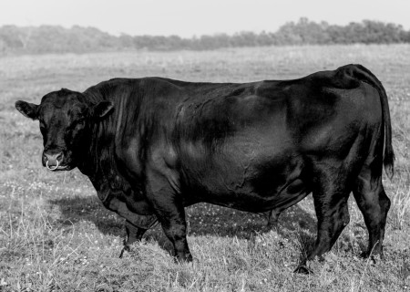 11  American-made-looking-back-1